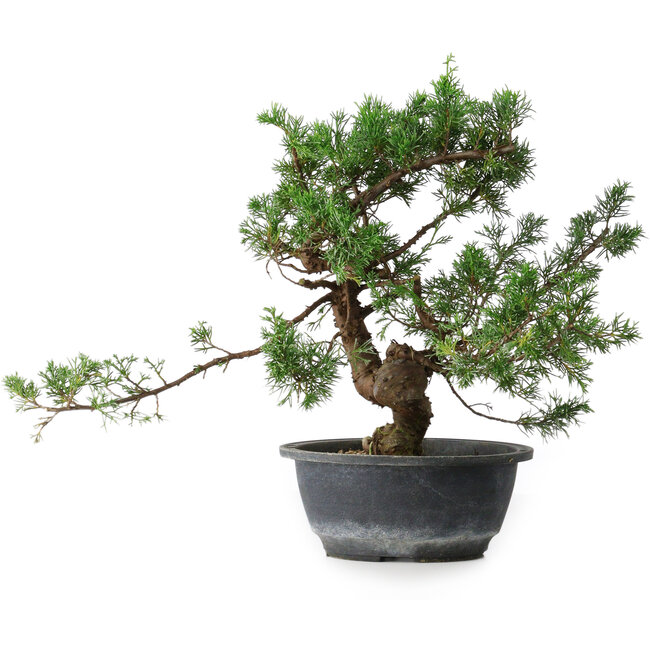 Juniperus chinensis, 30,5 cm, ± 18 ans