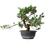 Juniperus chinensis, 30,5 cm, ± 18 ans