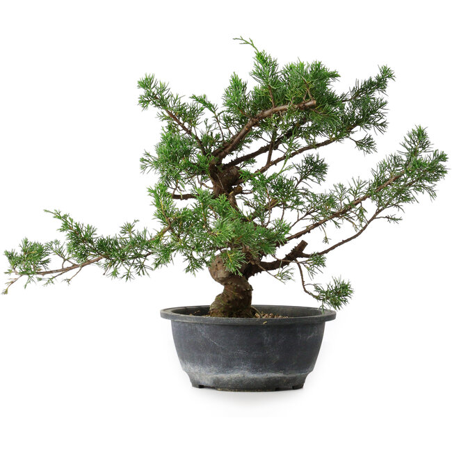 Juniperus chinensis, 30,5 cm, ± 18 jaar oud