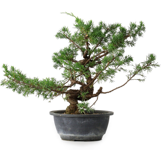 Juniperus chinensis, 30,5 cm, ± 18 jaar oud