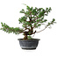 Juniperus chinensis, 30,5 cm, ± 18 ans
