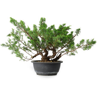 Juniperus chinensis, 29,5 cm, ± 18 ans