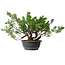 Juniperus chinensis, 29,5 cm, ± 18 years old