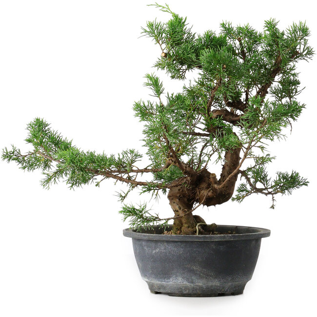 Juniperus chinensis, 30,5 cm, ± 18 Jahre alt