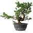 Juniperus chinensis, 30,5 cm, ± 18 ans