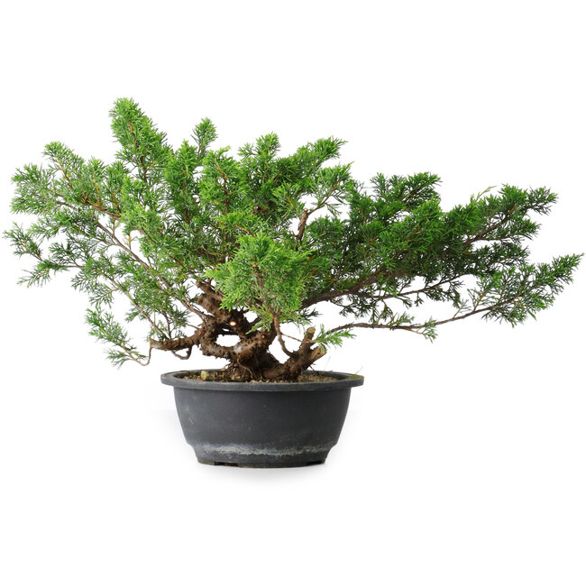 Juniperus chinensis, 29,5 cm, ± 18 Jahre alt