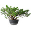 Juniperus chinensis, 29,5 cm, ± 18 years old