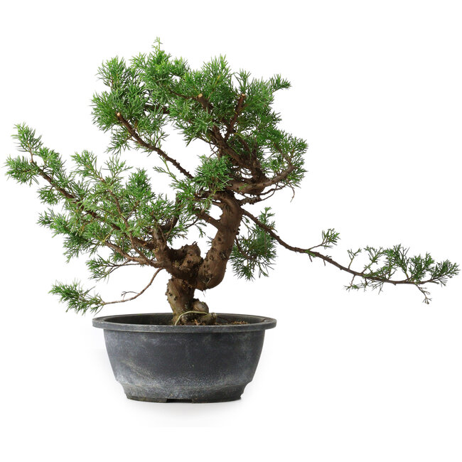 Juniperus chinensis, 30,5 cm, ± 18 anni