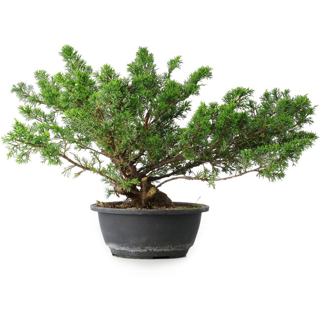 Juniperus chinensis, 29,5 cm, ± 18 jaar oud