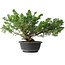 Juniperus chinensis, 29,5 cm, ± 18 years old