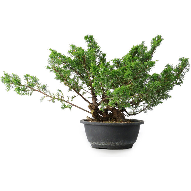 Juniperus chinensis, 29,5 cm, ± 18 años