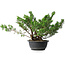 Juniperus chinensis, 29,5 cm, ± 18 years old