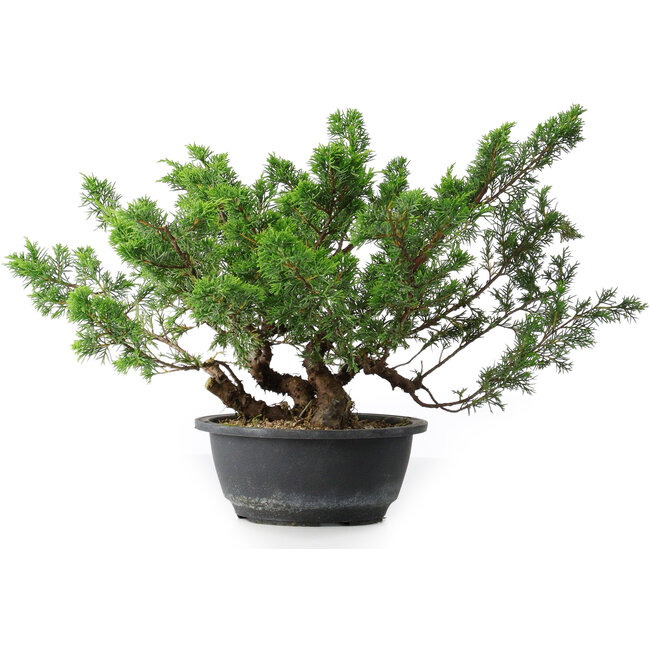 Juniperus chinensis, 29,5 cm, ± 18 jaar oud
