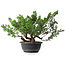 Juniperus chinensis, 29,5 cm, ± 18 ans