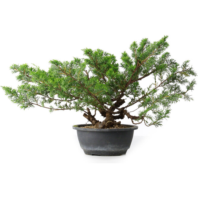 Juniperus chinensis, 29,5 cm, ± 18 ans