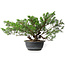 Juniperus chinensis, 29,5 cm, ± 18 ans