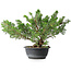 Juniperus chinensis, 29,5 cm, ± 18 years old