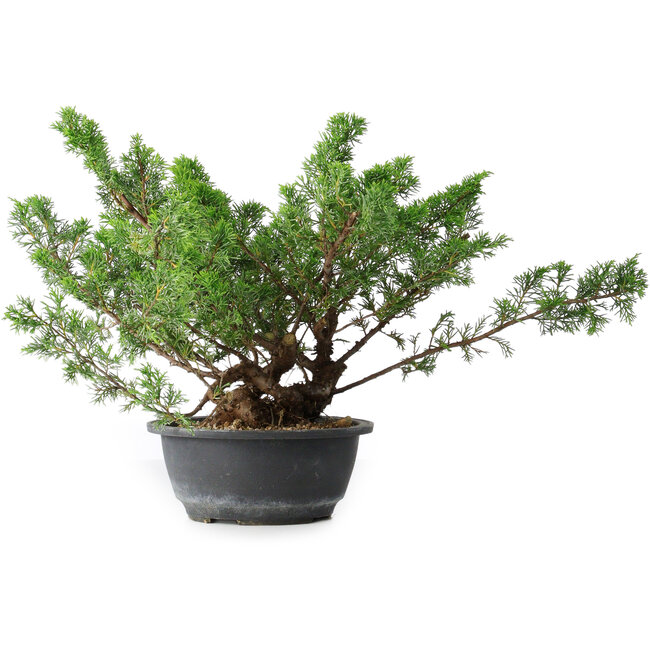Juniperus chinensis, 29,5 cm, ± 18 Jahre alt