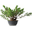 Juniperus chinensis, 29,5 cm, ± 18 anni