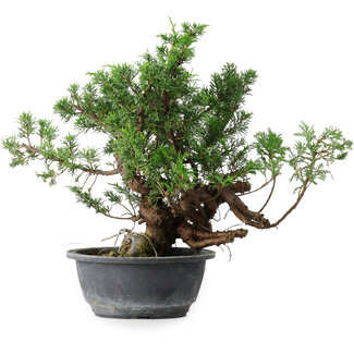 Juniperus chinensis, 32 cm, ± 18 ans