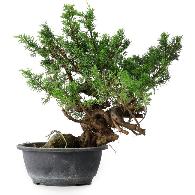Juniperus chinensis, 32 cm, ± 18 anni