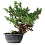 Juniperus chinensis, 32 cm, ± 18 years old