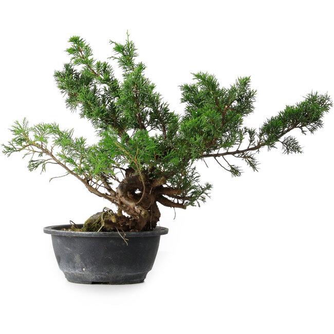 Juniperus chinensis, 32 cm, ± 18 anni