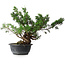 Juniperus chinensis, 32 cm, ± 18 Jahre alt