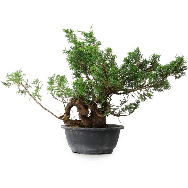 Juniperus chinensis, 32 cm, ± 18 Jahre alt