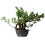 Juniperus chinensis, 32 cm, ± 18 Jahre alt