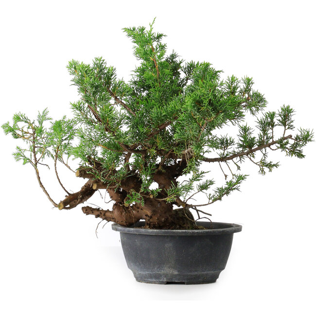 Juniperus chinensis, 32 cm, ± 18 jaar oud