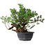 Juniperus chinensis, 32 cm, ± 18 years old