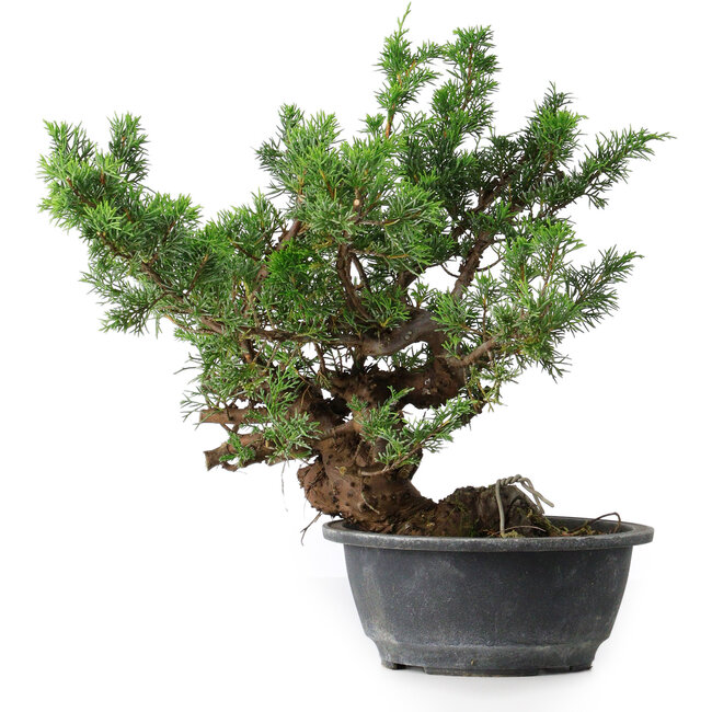 Juniperus chinensis, 32 cm, ± 18 años
