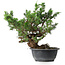 Juniperus chinensis, 32 cm, ± 18 years old