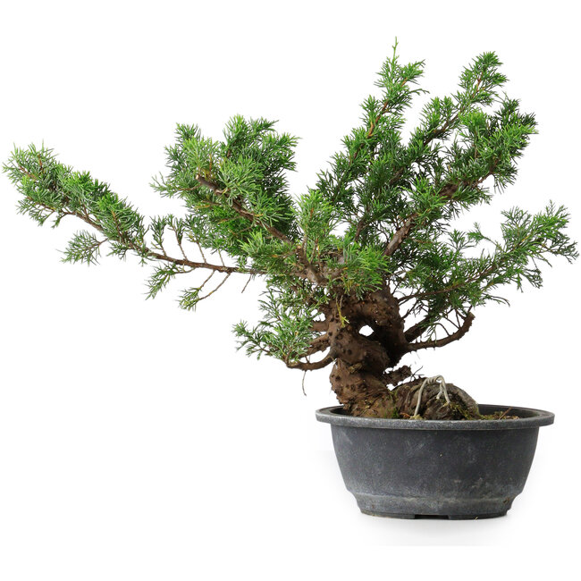 Juniperus chinensis, 32 cm, ± 18 jaar oud