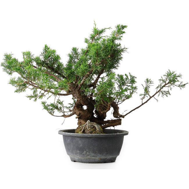 Juniperus chinensis, 32 cm, ± 18 jaar oud