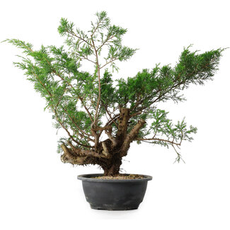 Juniperus chinensis, 44 cm, ± 18 ans