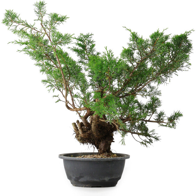Juniperus chinensis, 44 cm, ± 18 Jahre alt