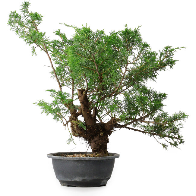 Juniperus chinensis, 44 cm, ± 18 ans