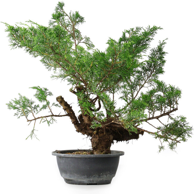 Juniperus chinensis, 44 cm, ± 18 ans