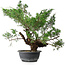 Juniperus chinensis, 44 cm, ± 18 ans