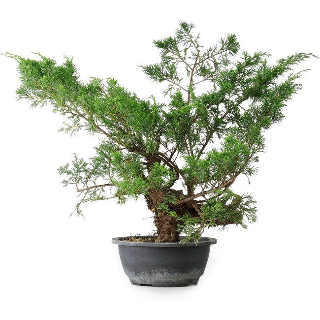 Juniperus chinensis, 44 cm, ± 18 jaar oud