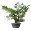 Juniperus chinensis, 44 cm, ± 18 years old