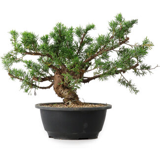 Juniperus chinensis, 24 cm, ± 18 anni Juniperus chinensis, 24 cm, ± 18 anni