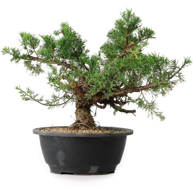 Juniperus chinensis, 24 cm, ± 18 años