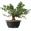 Juniperus chinensis, 24 cm, ± 18 anni