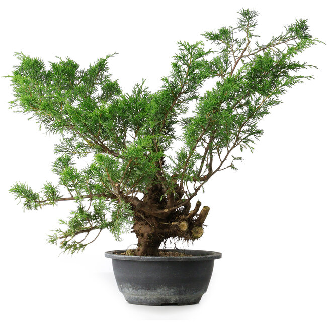 Juniperus chinensis, 44 cm, ± 18 Jahre alt