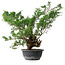Juniperus chinensis, 44 cm, ± 18 ans