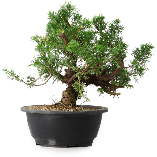 Juniperus chinensis, 24 cm, ± 18 años