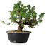 Juniperus chinensis, 24 cm, ± 18 ans